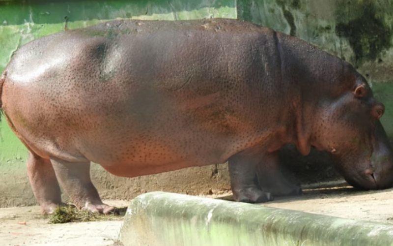 hippopotamus