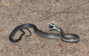 Snake 